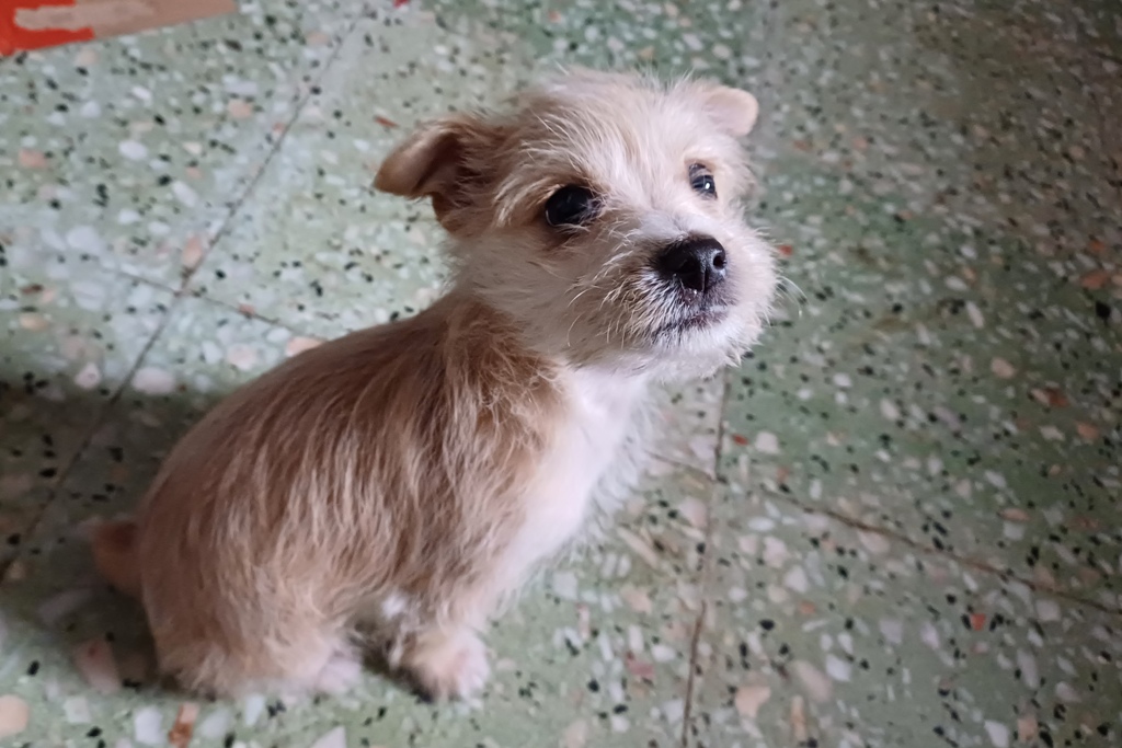 O Direito que nasce Torto Não se endireita mais