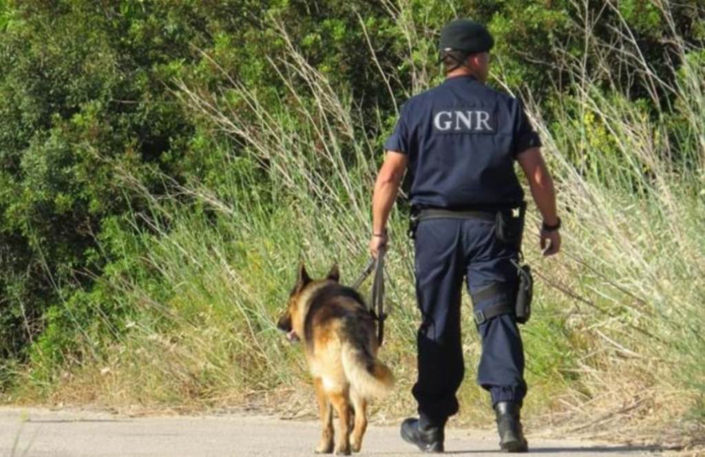 GNR Esclarece Resgate de Animais em Incêndio Florestal em Santo Tirso