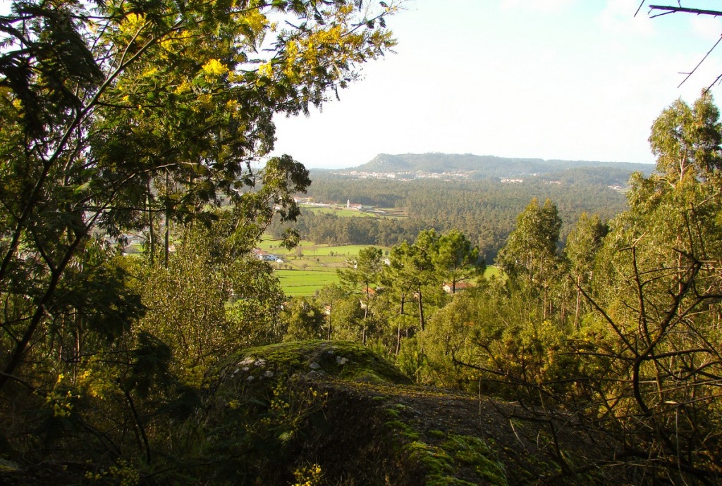 Defesa da Floresta em Discussão Pública