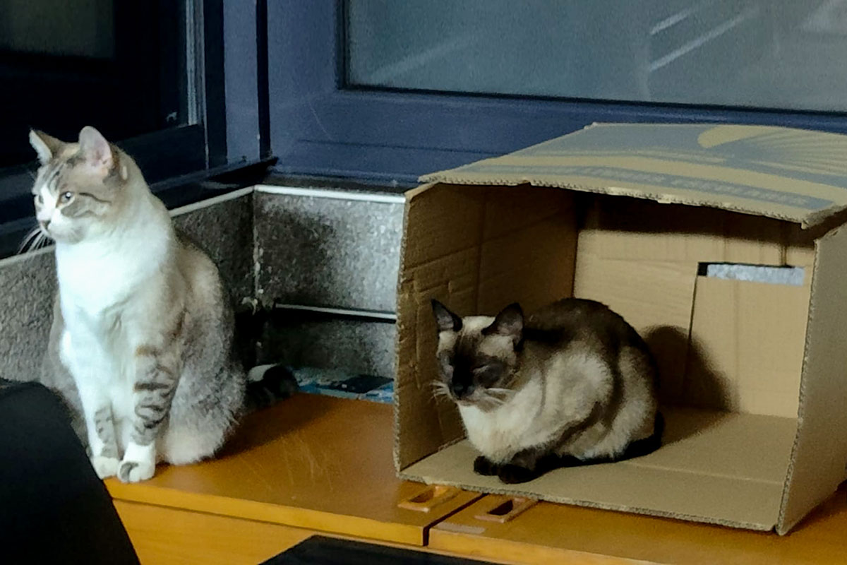 URGENTE ! Abrigos para Gatos para a Póvoa de Varzim