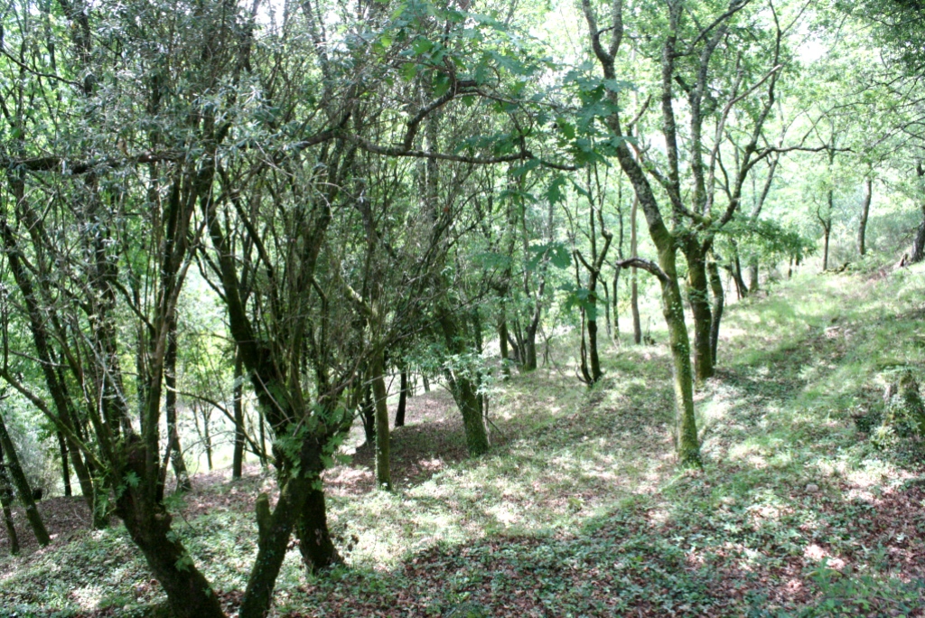 Proibidas Queimas de Sobrantes em Espaço Rural de Junho a Setembro