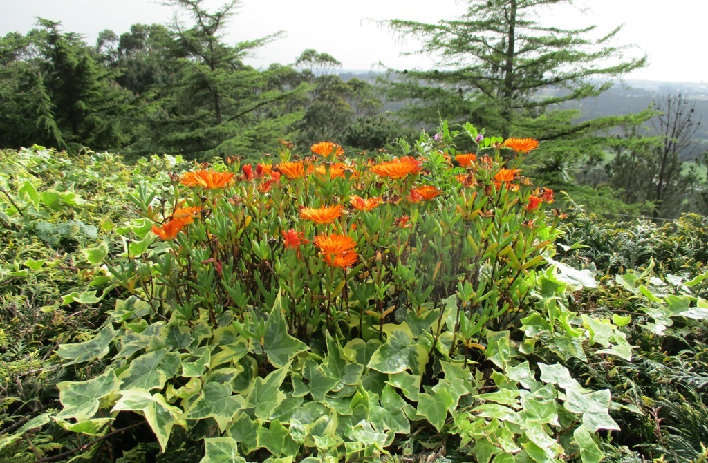 A Primavera Chegou em Dia de Inverno