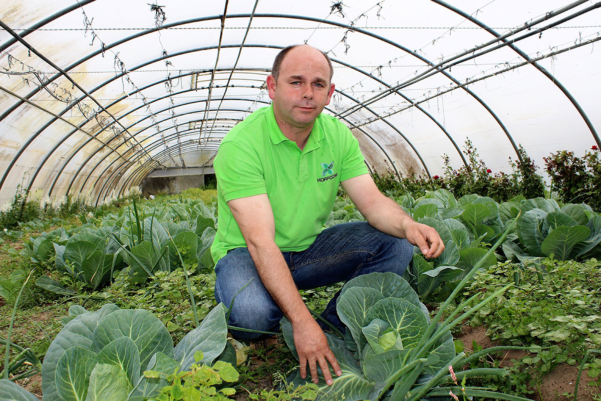 Produtores Poveiros Garantem Abastecimento de Hortícolas