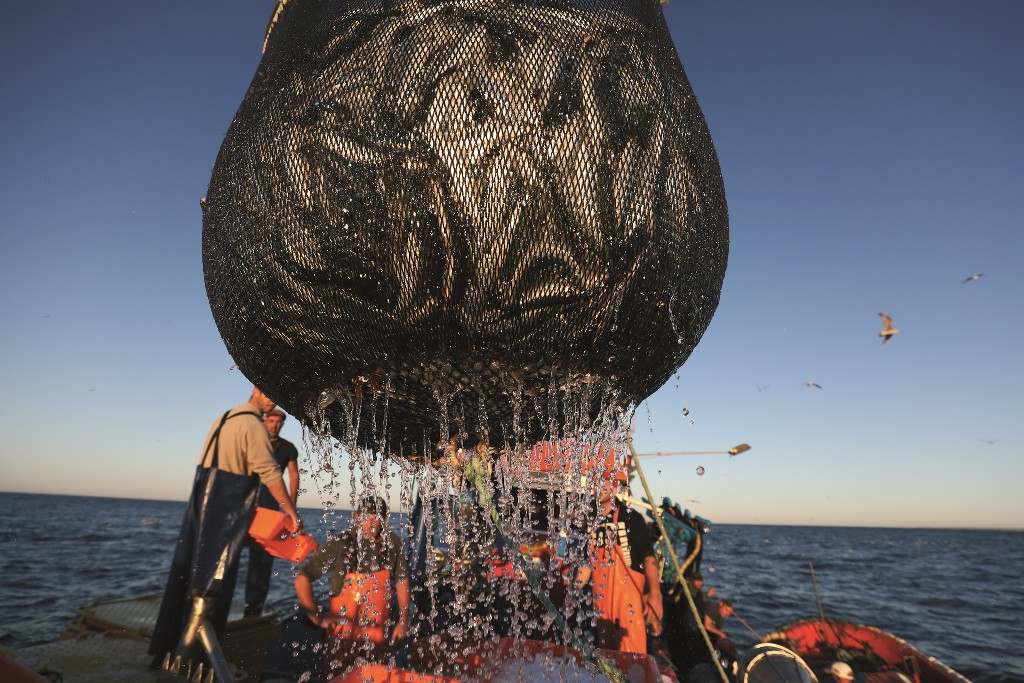 Medidas de proteção nas Pescas e Aquicultura Recebem Apoios Contra a Covid-19