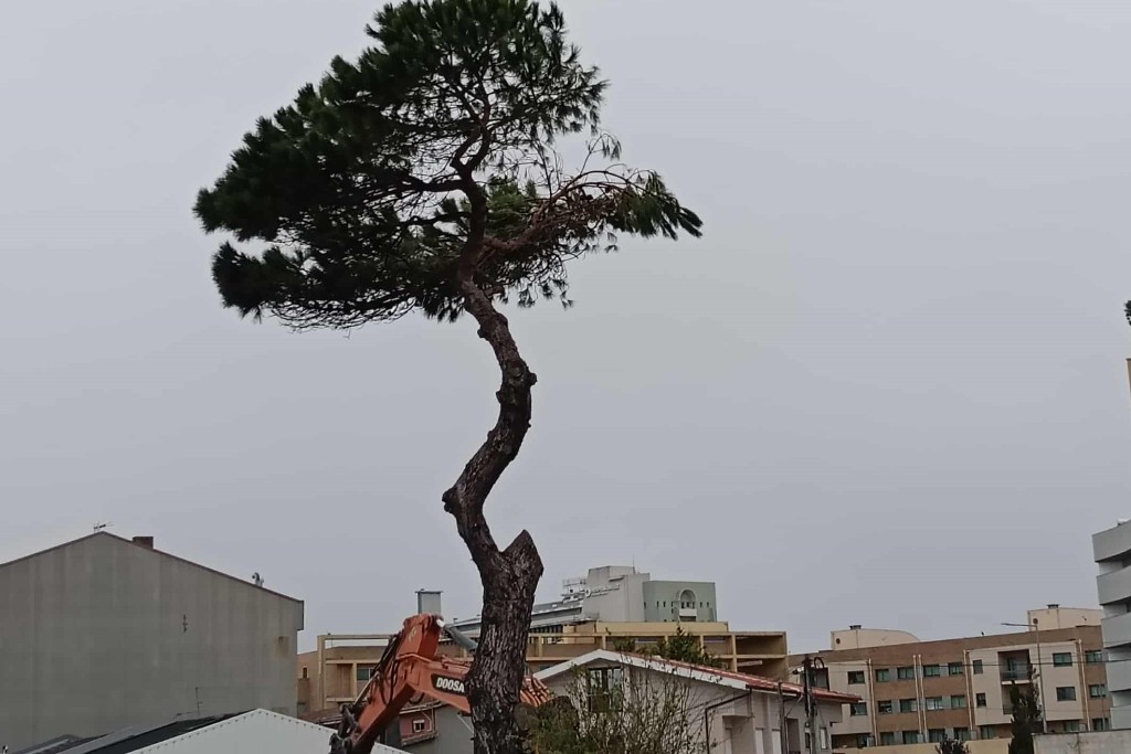 Fotógrafo do Acaso – Elegância Arbórea