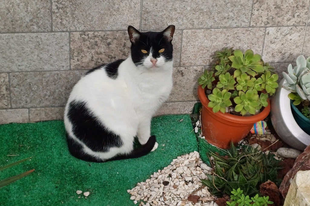 Os Direitos dos Animais e os Deveres dos Donos