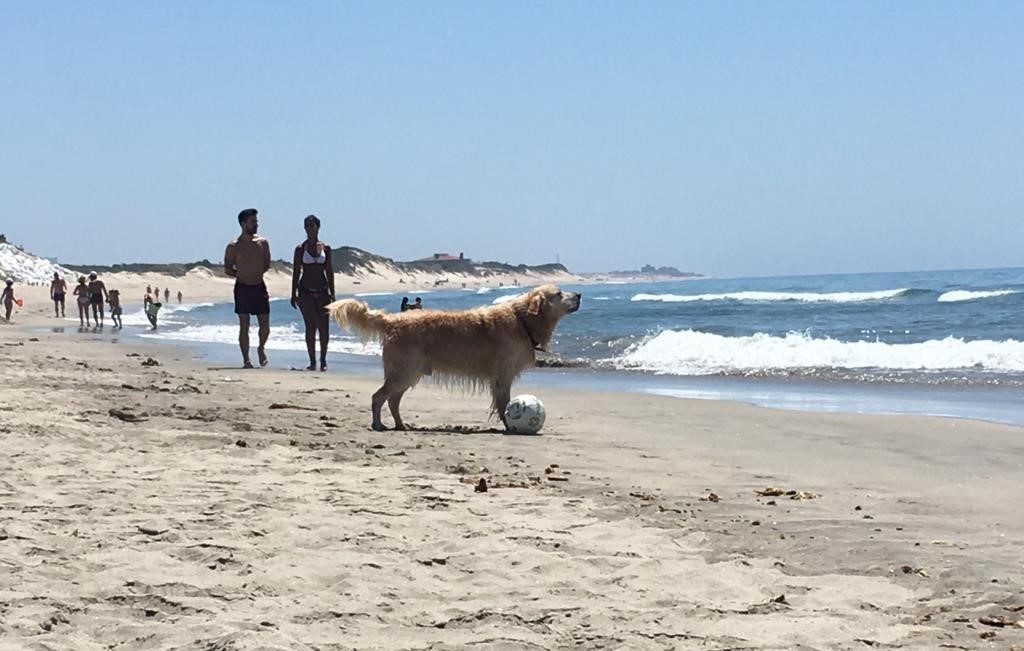 Município prepara instalação de um Centro de Recolha Animal