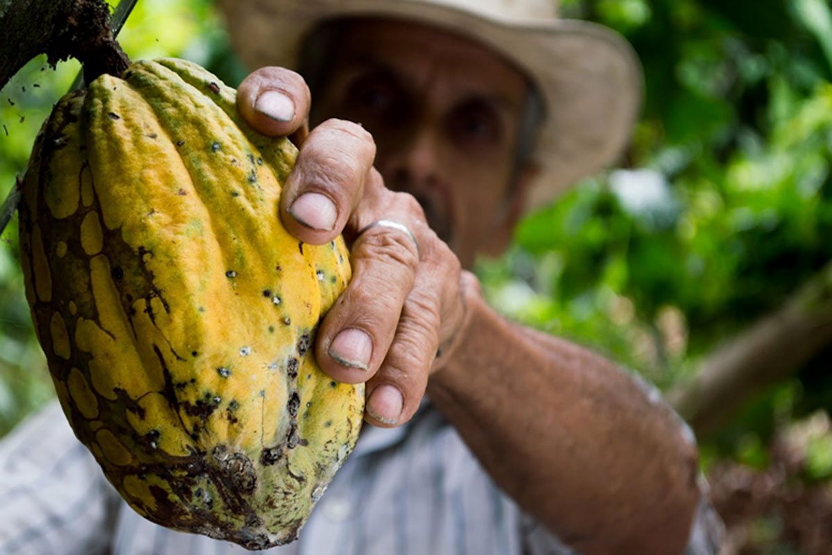 Como as Alterações Climáticas Estão a Afetar os Preços Globais do Cacau