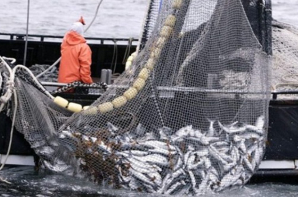 Sindicato Critica Limites Diários para Captura de Sardinha