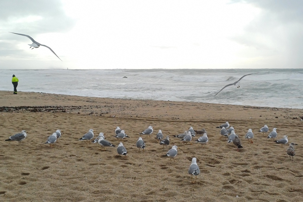 Plano Municipal de Emergência e Protecção Civil está Desatualizado