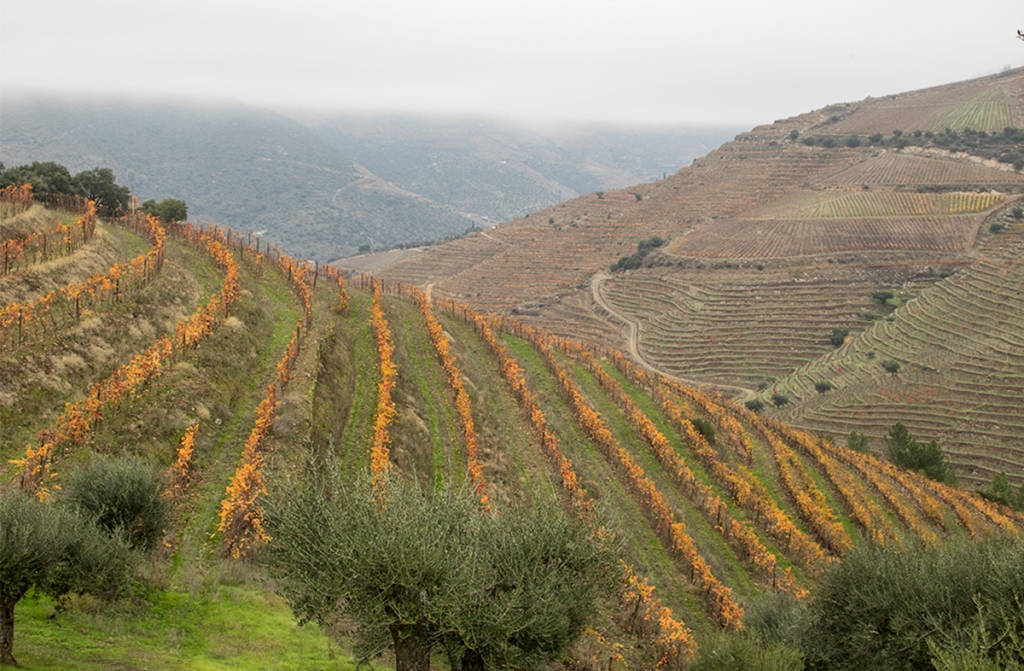 Reforçadas Medidas Excepcionais de Apoio ao Sector dos Vinhos