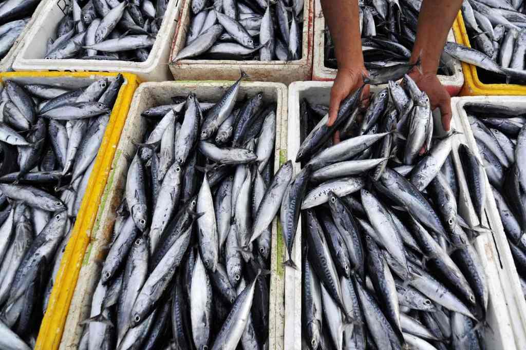 Lotas Portuguesas Doaram Oito Toneladas de Pescado