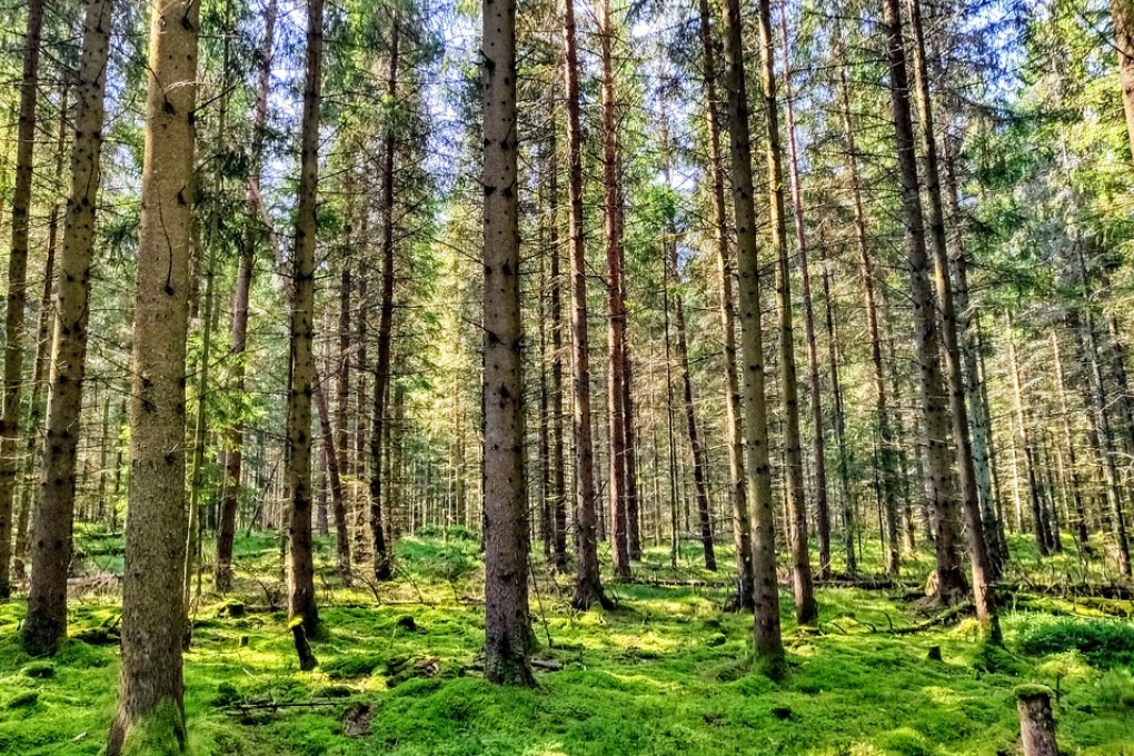 Terrenos Florestais Devem ser Limpos até 15 de Março