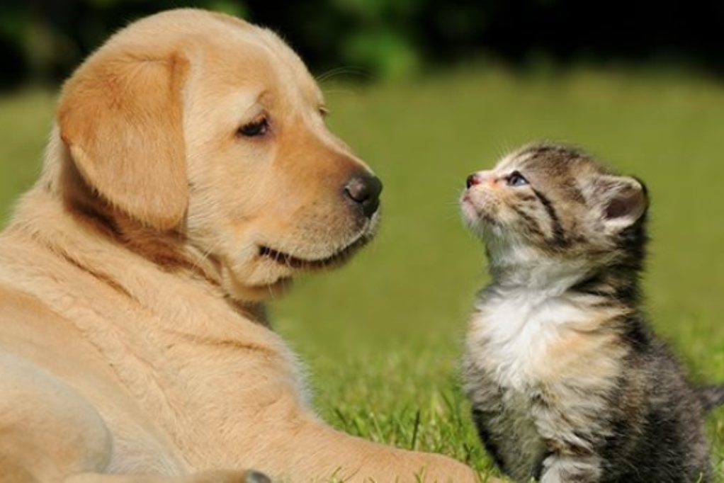 Animais de Companhia: A Lei Obriga e a Câmara Municipal Apoia