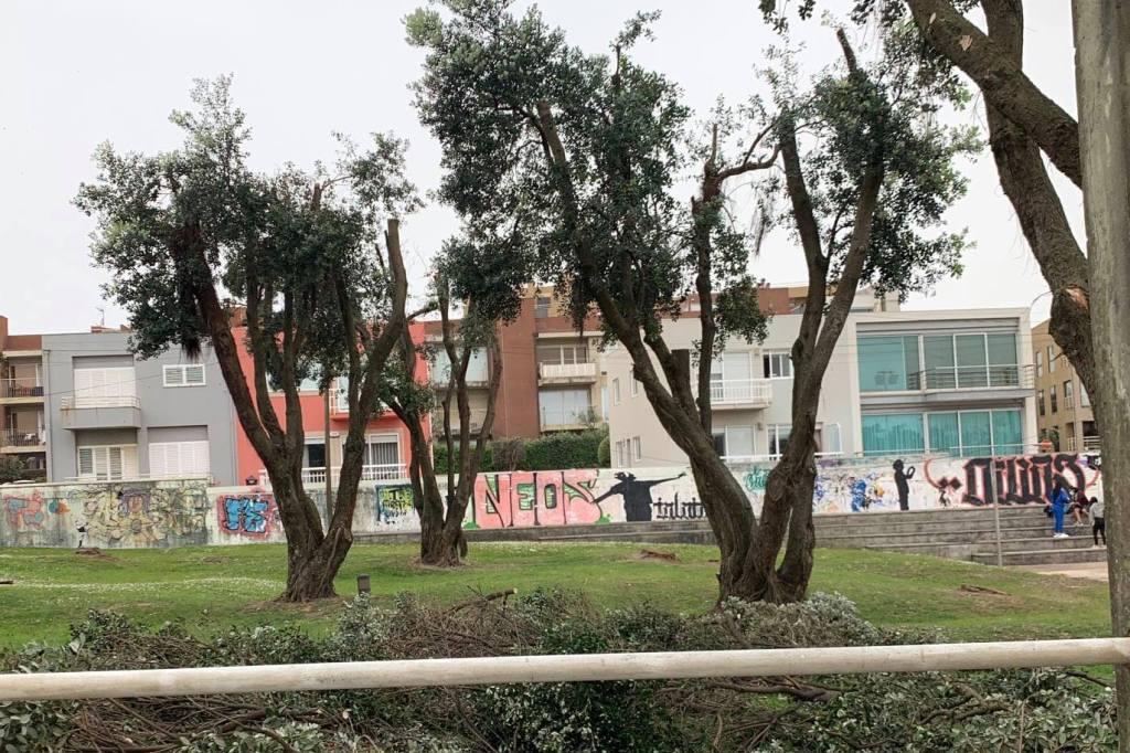 PAN Questiona Podas Severas e Radicais em Vila do Conde