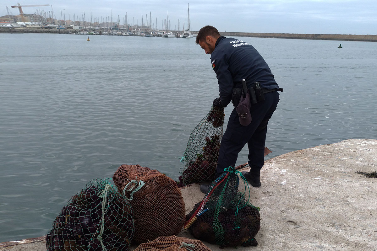 Polícia Marítima Fiscaliza Apanha de Ouriços